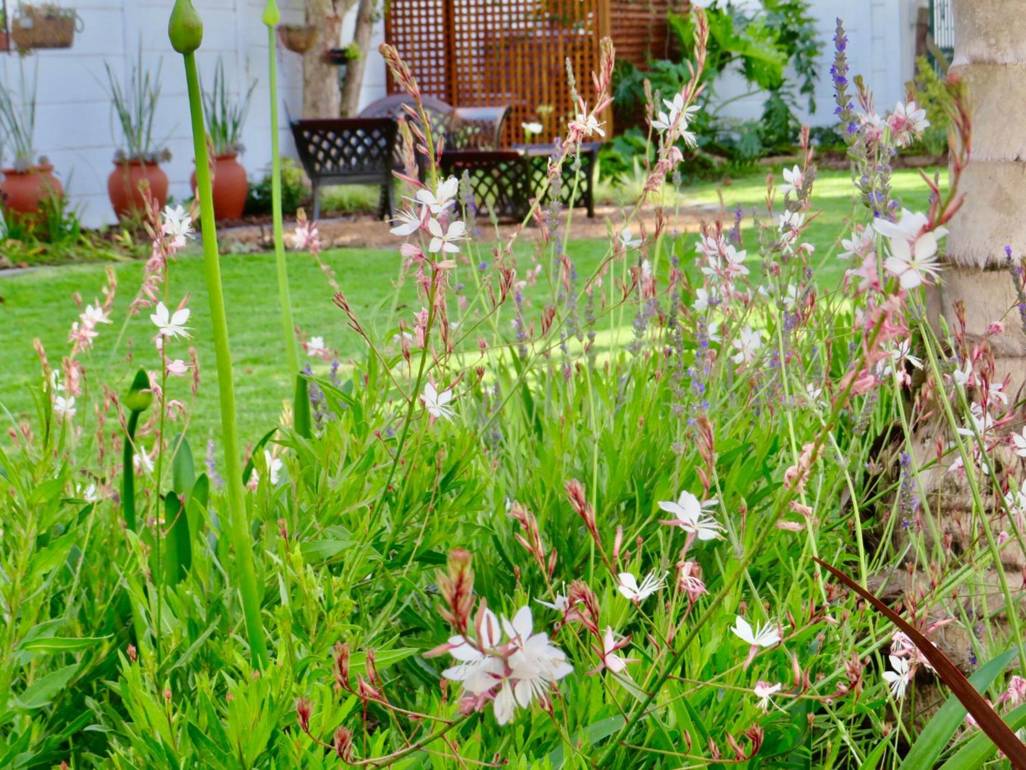 Whistlewood Guesthouse Walmer, Port Eizabeth Port Elizabeth Exteriör bild