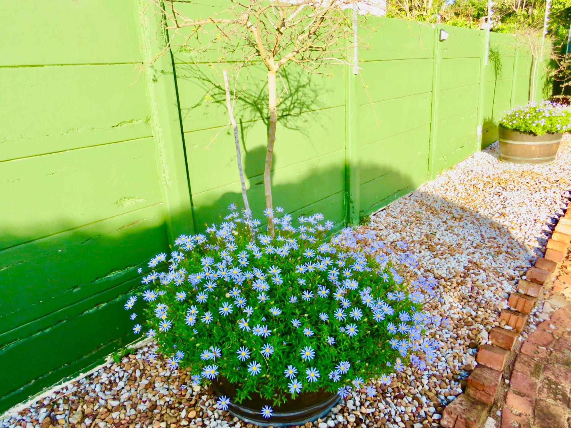 Whistlewood Guesthouse Walmer, Port Eizabeth Port Elizabeth Exteriör bild