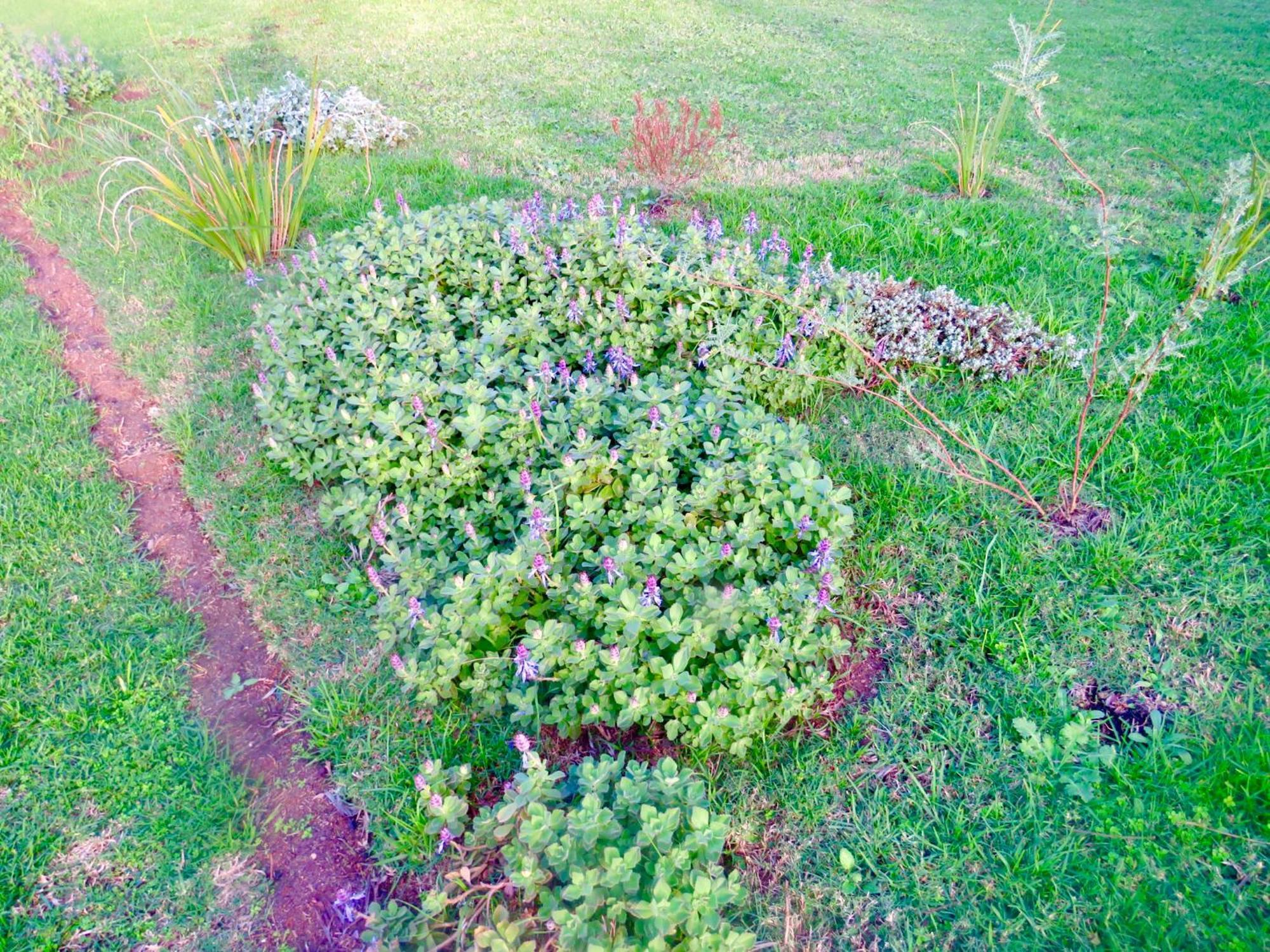 Whistlewood Guesthouse Walmer, Port Eizabeth Port Elizabeth Exteriör bild